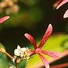 Heptacodium miconioides, fruit