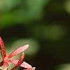 Heptacodium miconioides, fruit