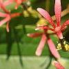 Heptacodium miconioides, fruit
