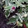 Knautia macedonica 'Thunder and Lightning', habit