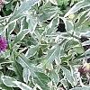Knautia macedonica 'Thunder and Lightning', habit