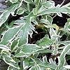 Knautia macedonica 'Thunder and Lightning', habit