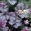 Knautia macedonica 'Thunder and Lightning', habit