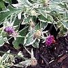 Knautia macedonica 'Thunder and Lightning', habit