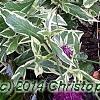 Knautia macedonica 'Thunder and Lightning', habit