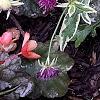 Knautia macedonica 'Thunder and Lightning', habit