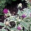 Knautia macedonica 'Thunder and Lightning', habit