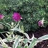 Knautia macedonica 'Thunder and Lightning', habit
