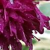 Knautia macedonica 'Thunder and Lightning', flowers