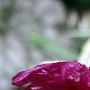 Knautia macedonica 'Thunder and Lightning', flowers