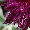 Knautia macedonica 'Thunder and Lightning', flowers