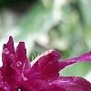 Knautia macedonica 'Thunder and Lightning', flowers