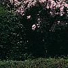 Kolkwitzia amabilis, habit