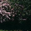 Kolkwitzia amabilis, habit