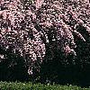 Kolkwitzia amabilis, habit