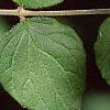 Kolkwitzia amabilis, leaves