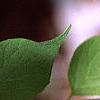 Kolkwitzia amabilis, leaves