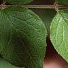 Kolkwitzia amabilis, leaves