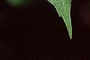 Kolkwitzia amabilis, leaves