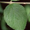 Kolkwitzia amabilis, leaves