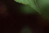 Kolkwitzia amabilis, leaves