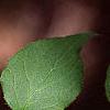 Kolkwitzia amabilis, leaves