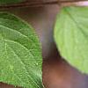 Kolkwitzia amabilis, leaves