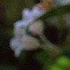 Kolkwitzia amabilis, flowers