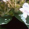 Kolkwitzia amabilis, flowers