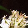 Kolkwitzia amabilis, flowers
