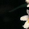 Kolkwitzia amabilis, flowers