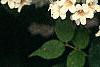 Kolkwitzia amabilis, flowers