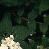 Kolkwitzia amabilis, flowers