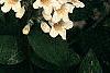 Kolkwitzia amabilis, flowers