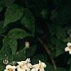 Kolkwitzia amabilis, flowers