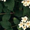 Kolkwitzia amabilis, flowers