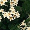 Kolkwitzia amabilis, flowers