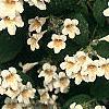 Kolkwitzia amabilis, flowers