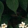 Kolkwitzia amabilis, flowers