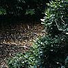 Lonicera alpigena 'Nana', habit