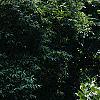 Lonicera alpigena 'Nana', habit