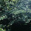 Lonicera alpigena 'Nana', habit
