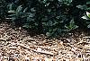 Lonicera alpigena 'Nana', habit