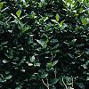 Lonicera alpigena 'Nana', habit