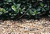 Lonicera alpigena 'Nana', habit