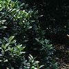 Lonicera alpigena 'Nana', habit