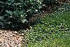 Lonicera alpigena 'Nana', habit
