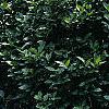 Lonicera alpigena 'Nana', habit