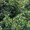 Lonicera alpigena 'Nana', habit