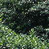 Lonicera alpigena 'Nana', habit